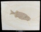 Phareodus Fish Fossil - Visible Teeth #18691-2